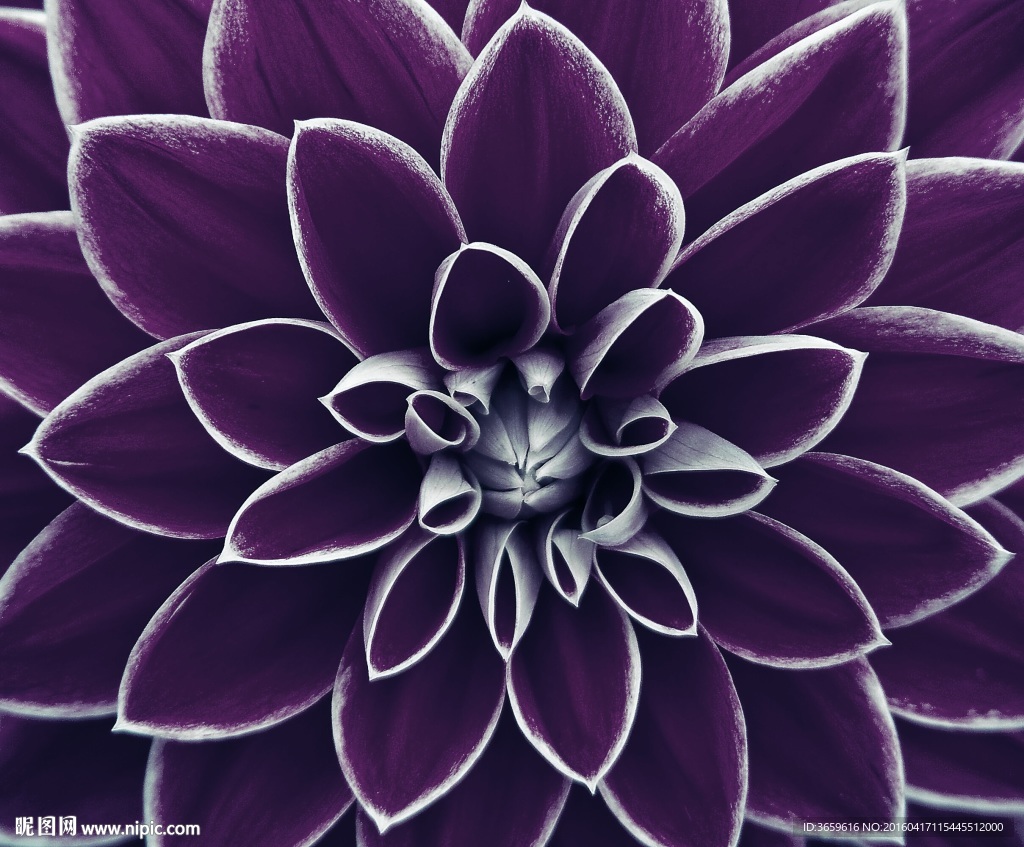 紫色花瓣