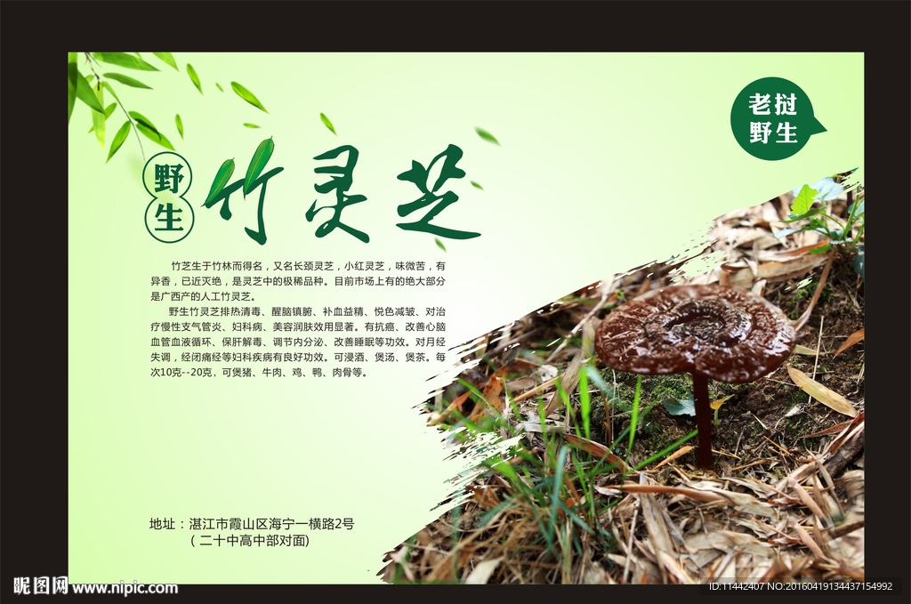灵芝