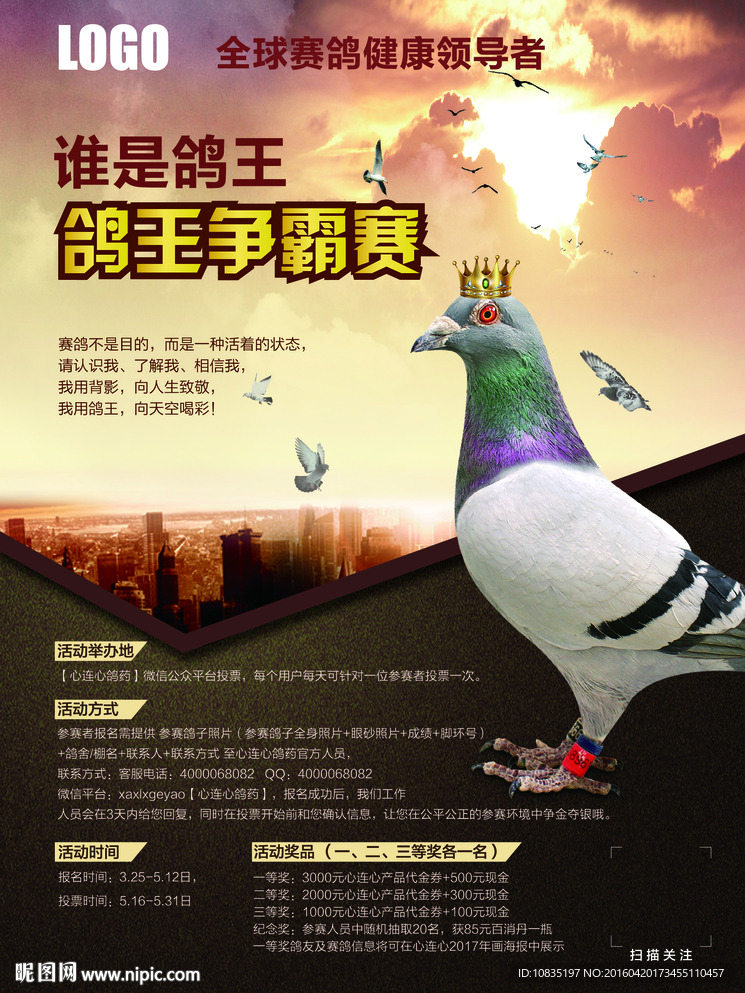 鸽子海报