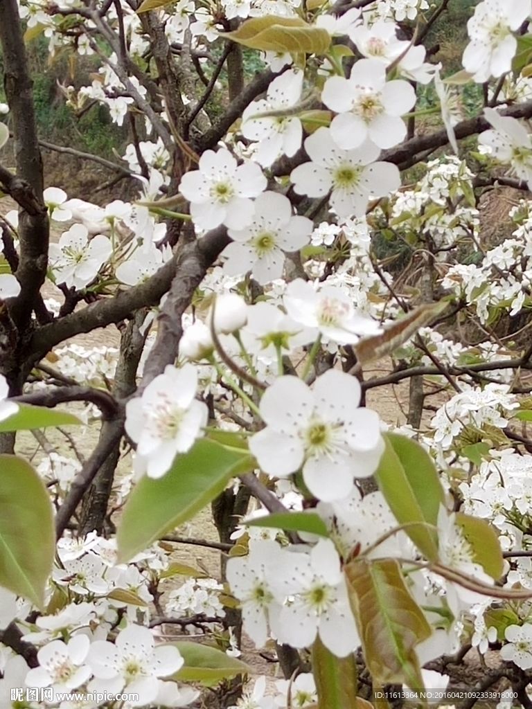 梨花