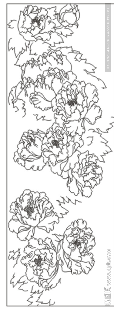 牡丹花
