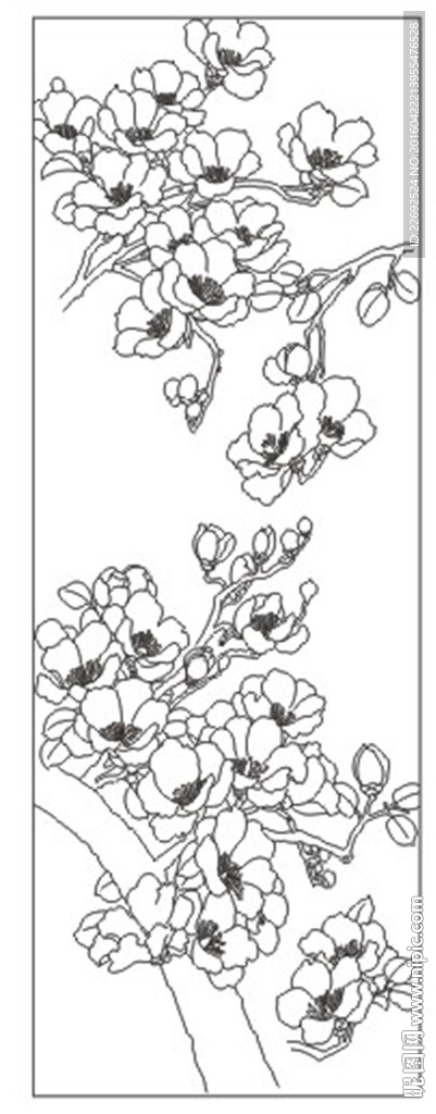 玉兰花
