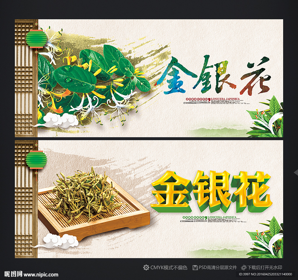 金银花