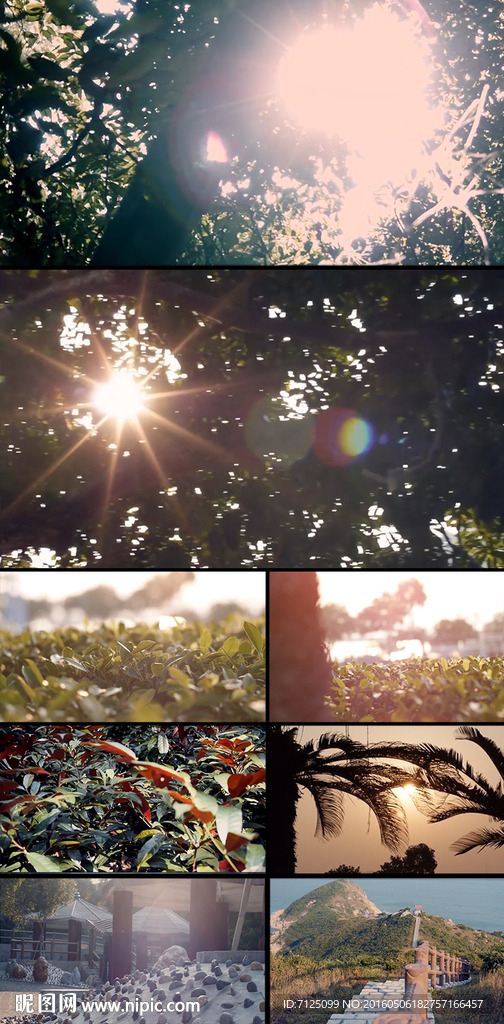 太阳植物空镜阳光透过树林树间阳