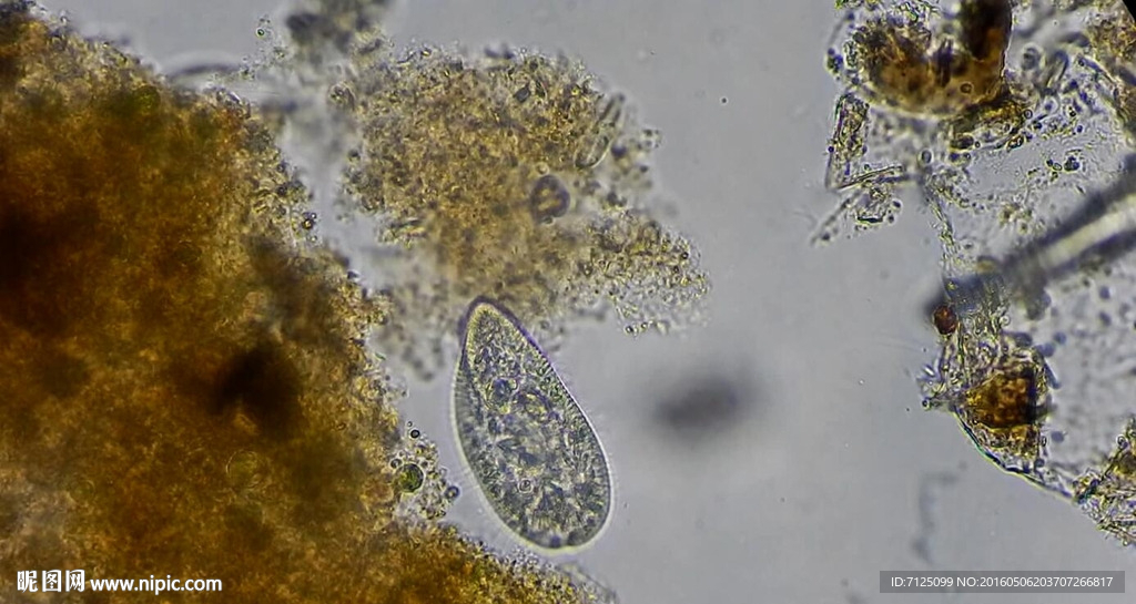 显微镜下的细菌微生物视频