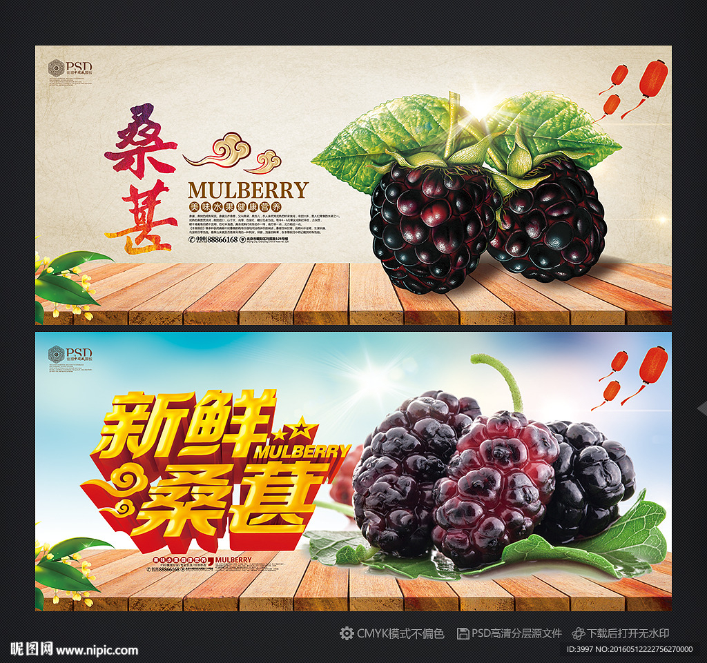 桑葚
