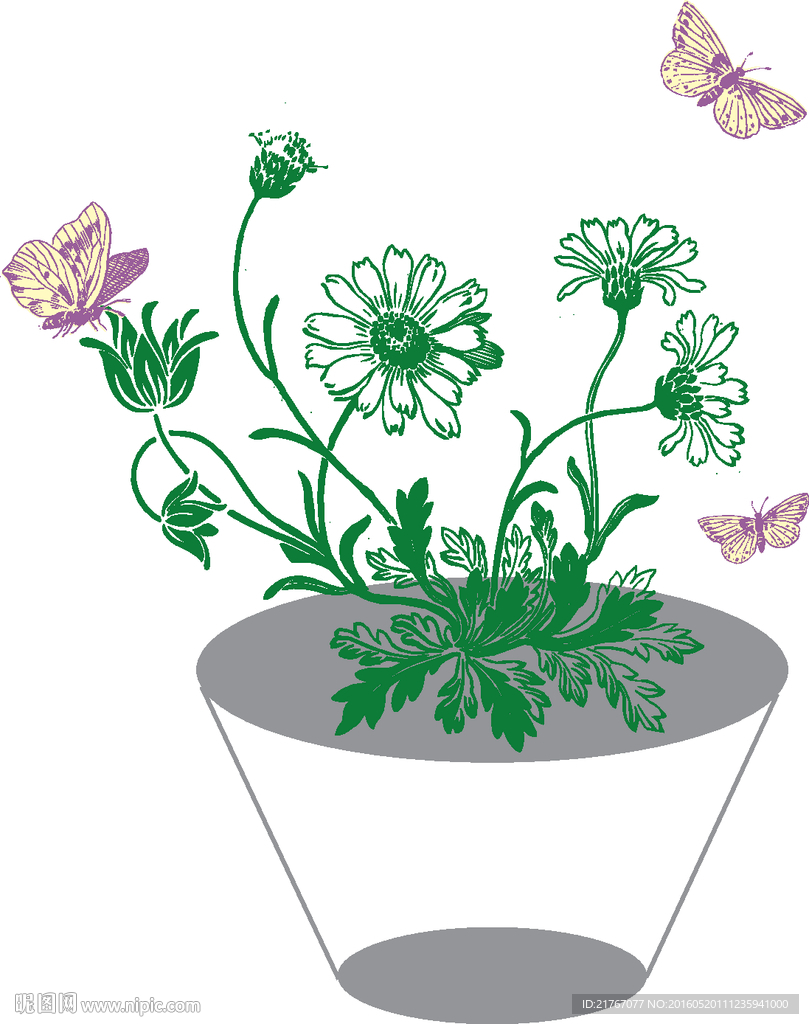 盘景菊花