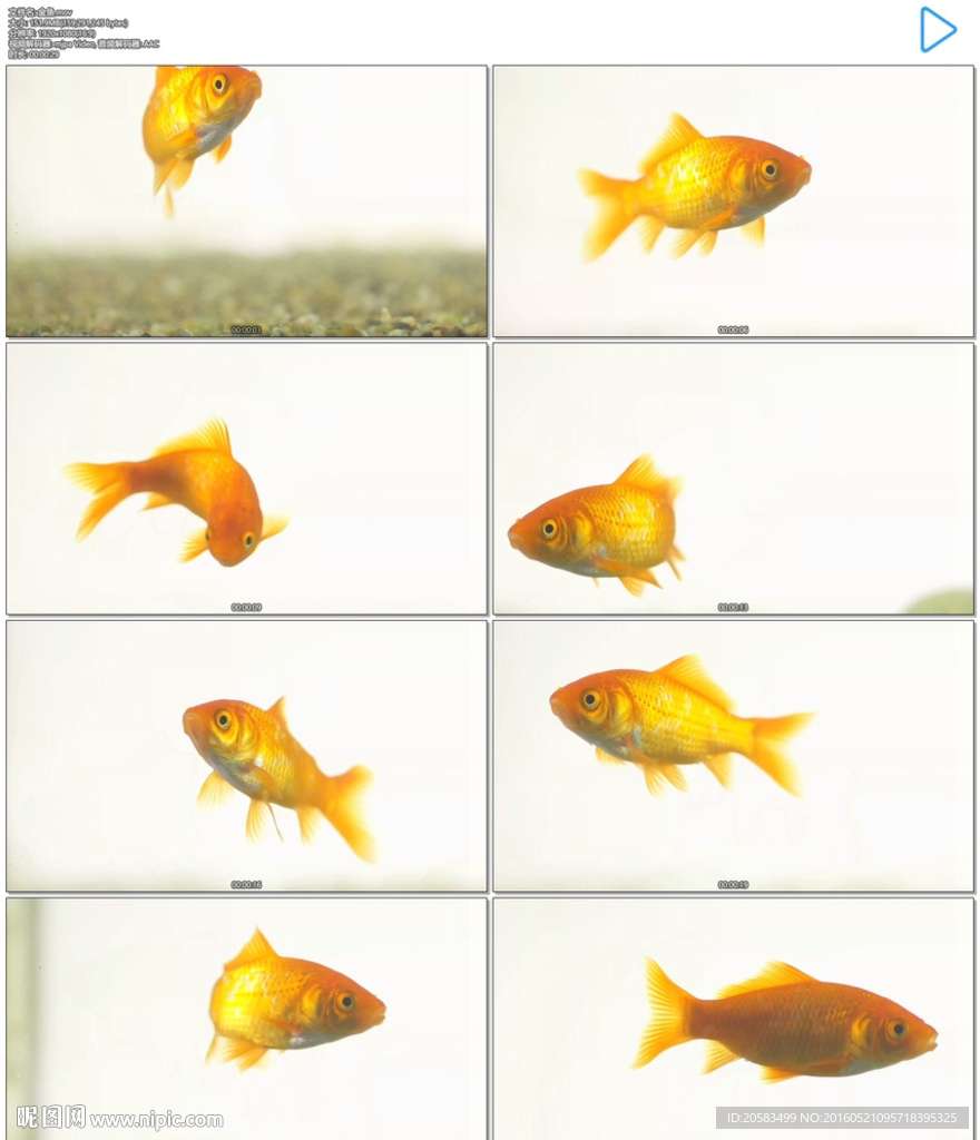 鱼缸金鱼