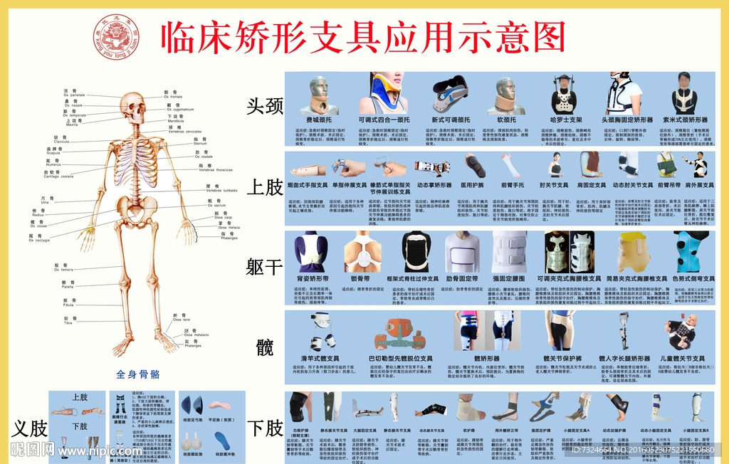 康优龙医疗器械临床支具示意图