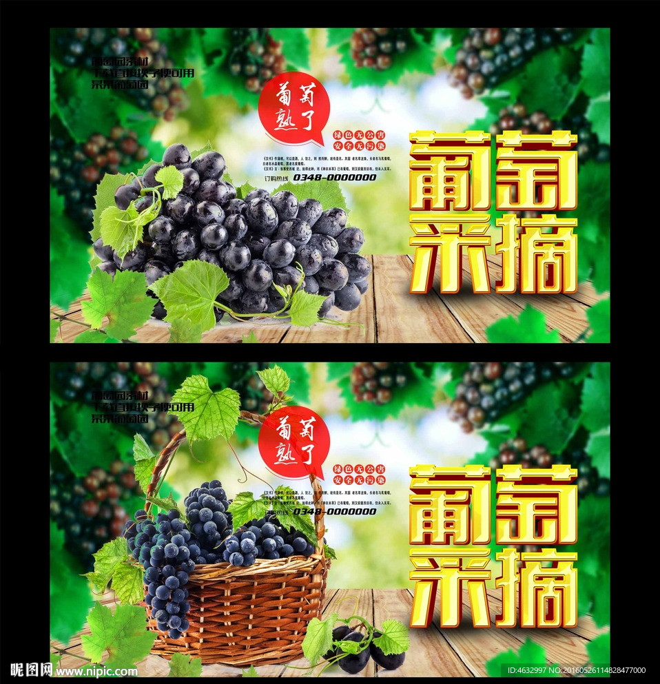 采摘园 葡萄采摘