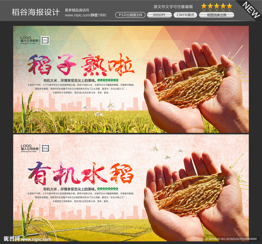 水稻图片