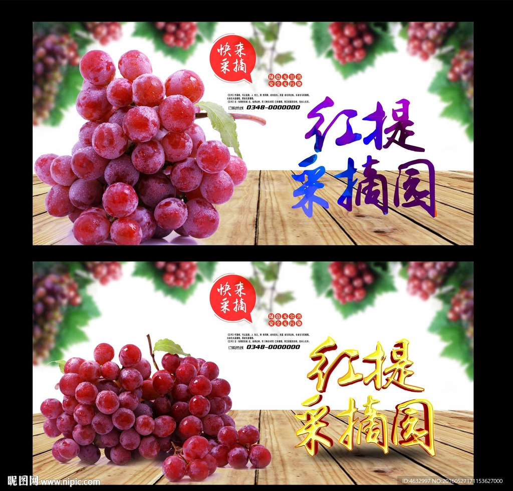 红提采摘园 红提熟了