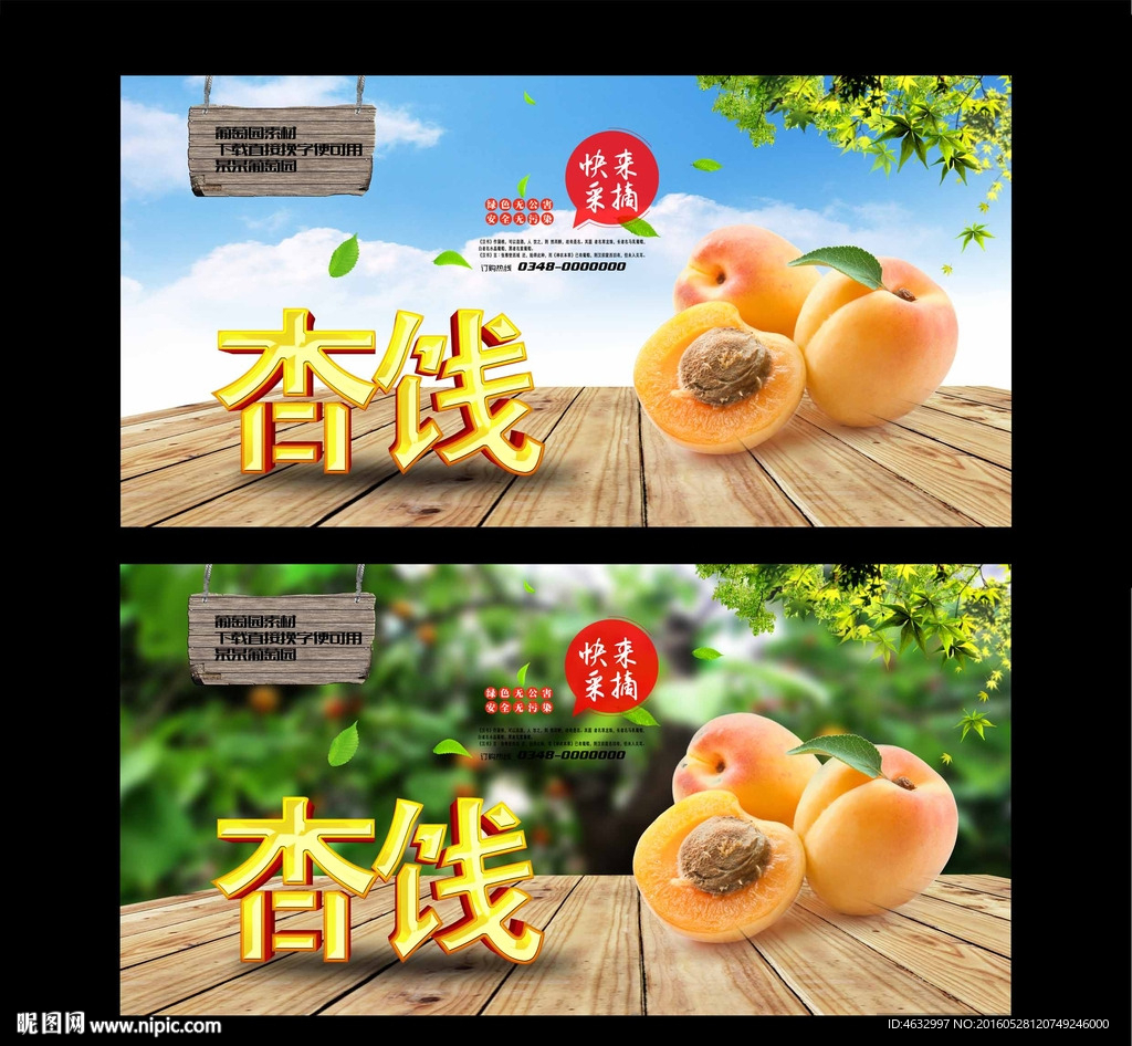杏 采摘园