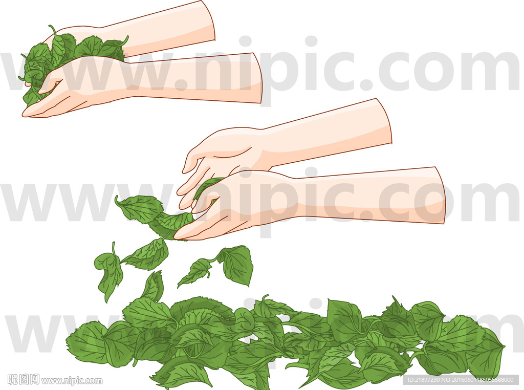手捧树叶