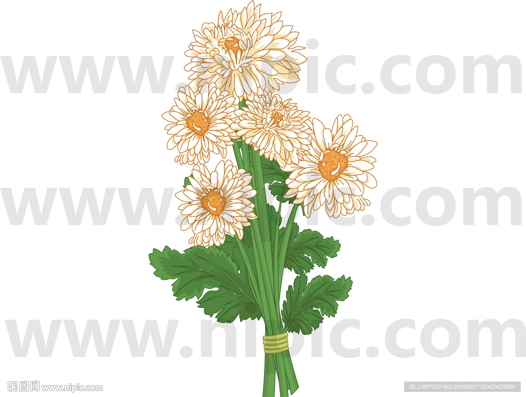 菊花