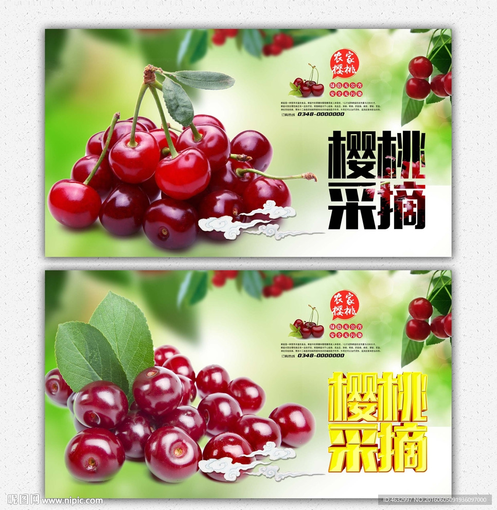 樱桃 采摘园