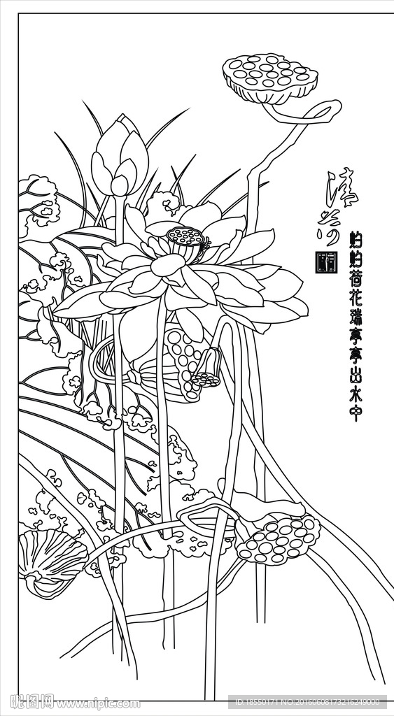 荷花