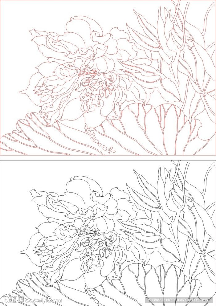 牡丹花 荷花