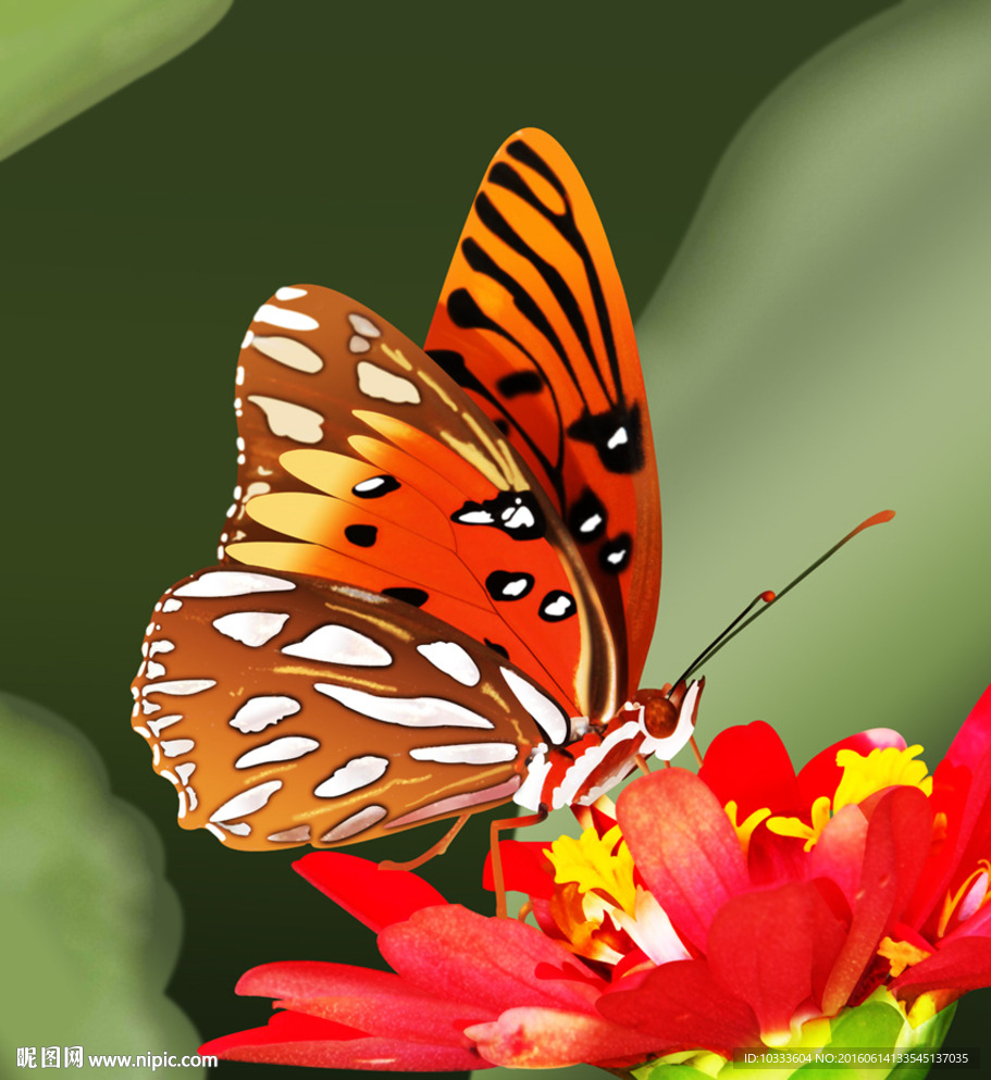 蝶恋花