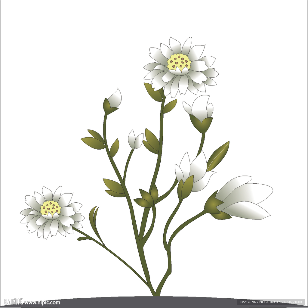 白鲜花