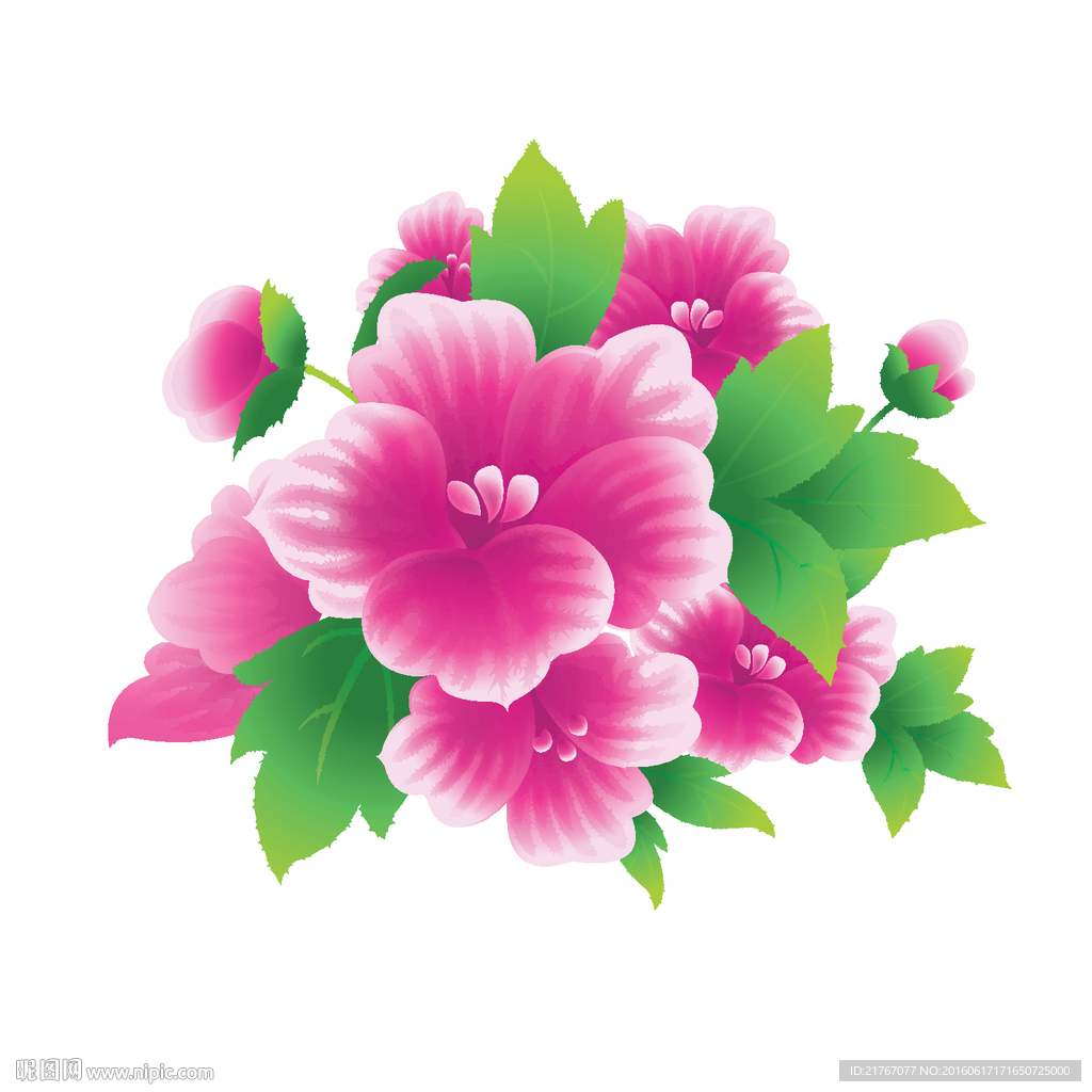 紫红鲜花