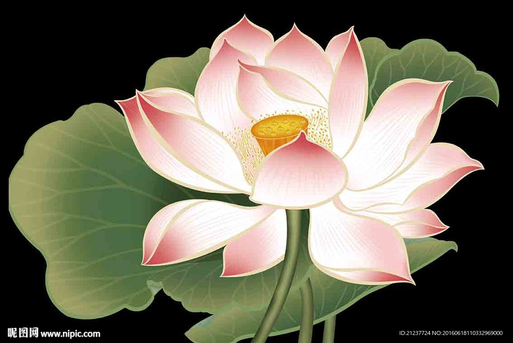 荷花