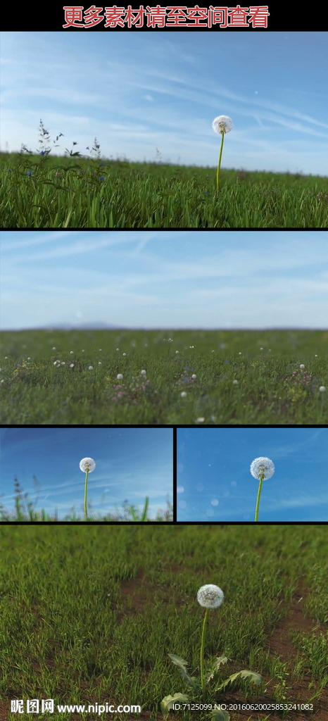 独自长在草地上的蒲公英视频素材