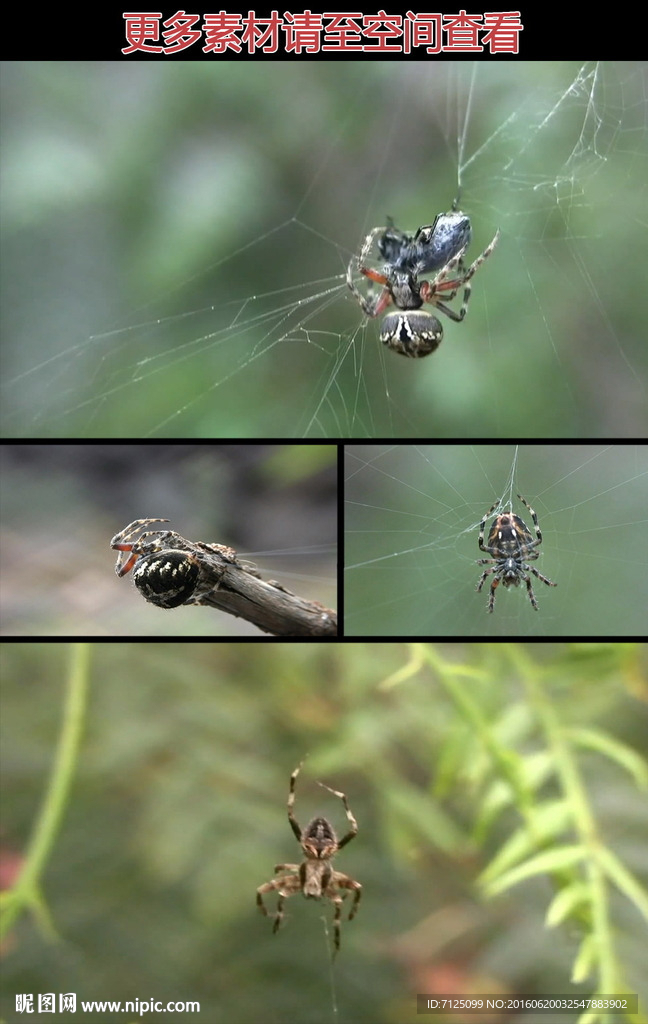蜘蛛结网捕食实拍视频素材