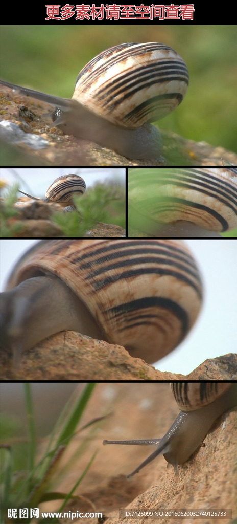 野外蜗牛爬行实拍视频素材