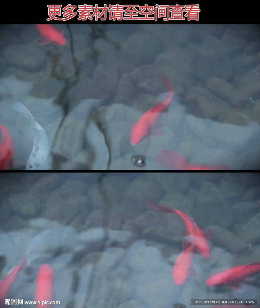 鲤鱼池高清实拍视频素材