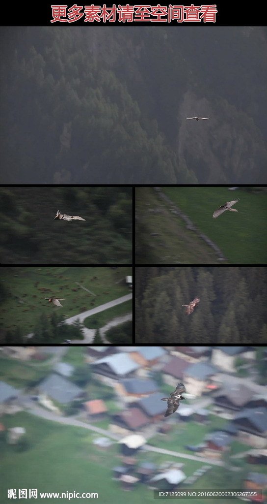 雄鹰山间飞翔实拍视频素材
