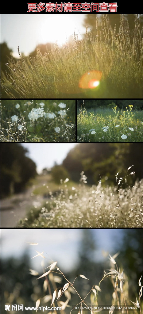 阳光下唯美草丛实拍视频素材