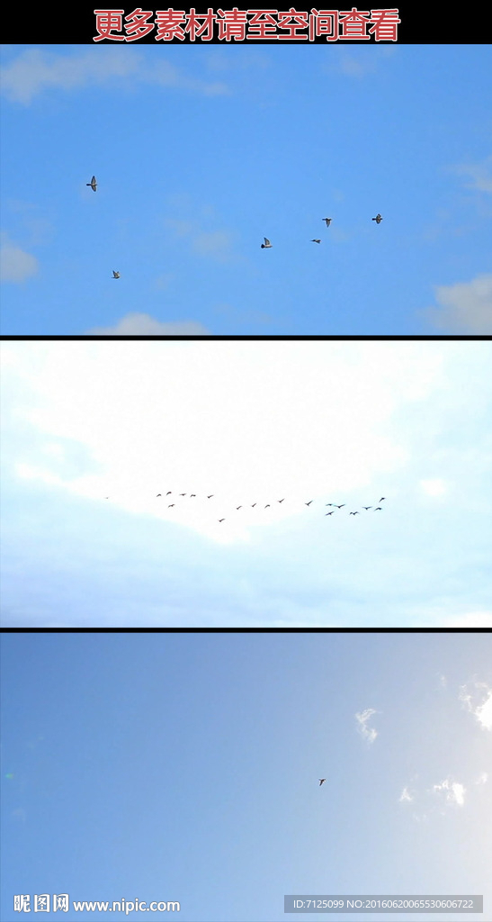 小鸟鸟群天空飞翔实拍视频素材