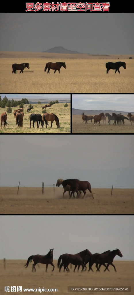 草原上的马群实拍视频素材