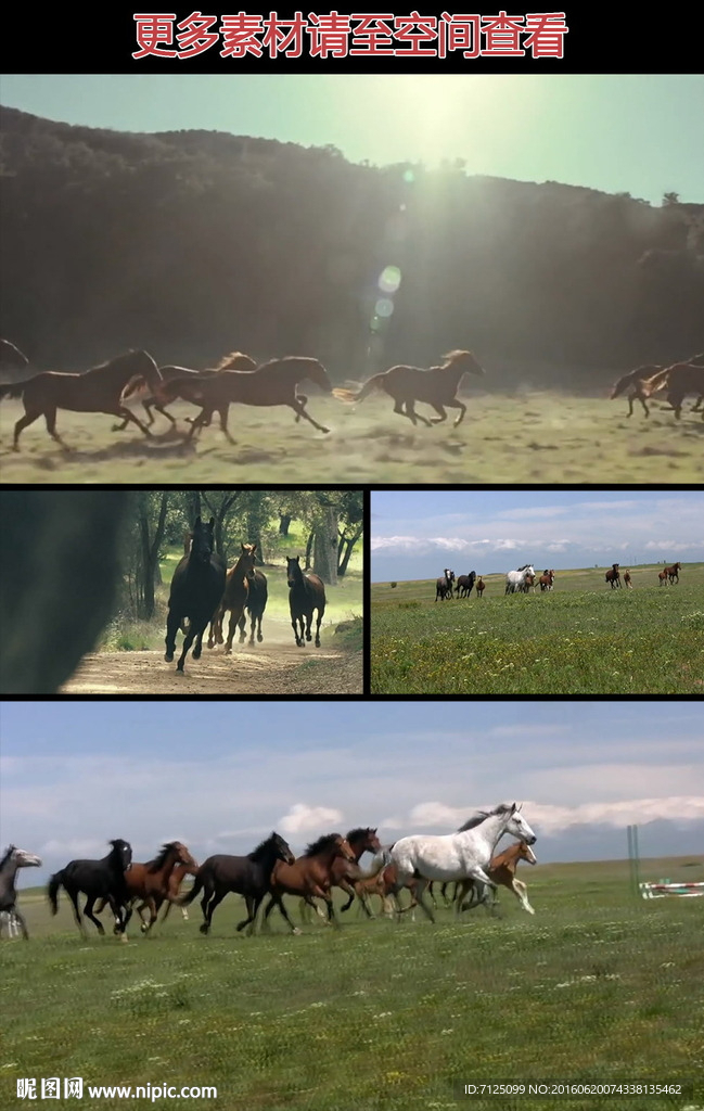 草原奔跑的马群实拍视频素材