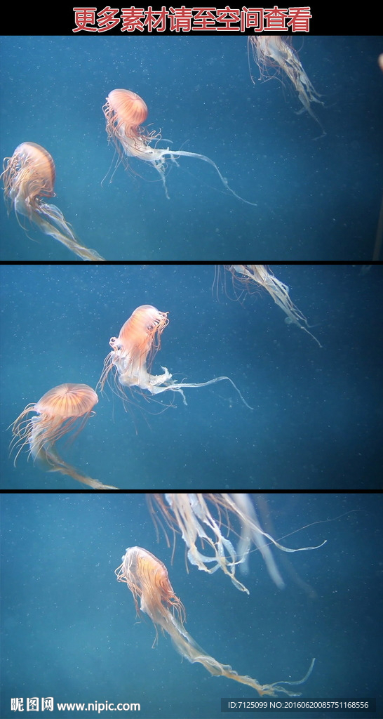 海中唯美水母游动镜头高清实拍