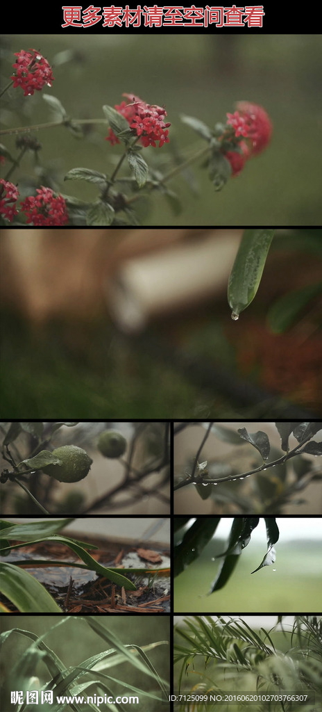 雨水打湿花草植物高清实拍视频素