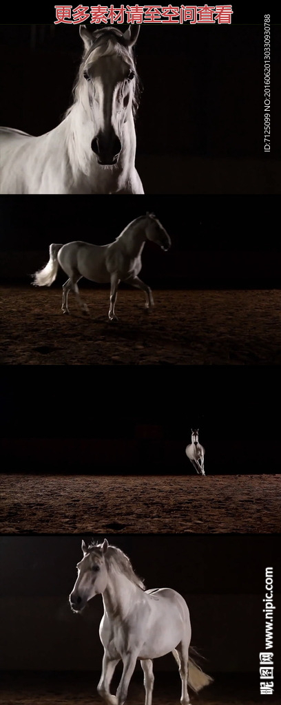 黑棚白马奔跑高清实拍视频素材