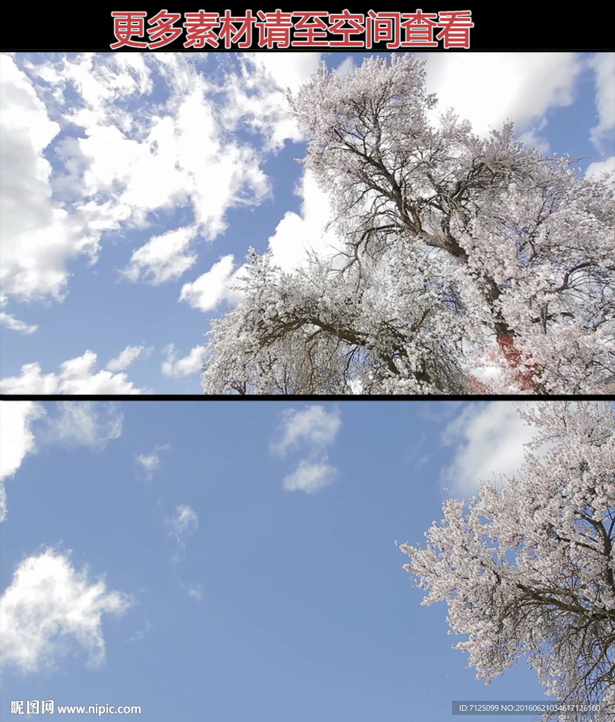 日本白色樱花树高清实拍视频素材