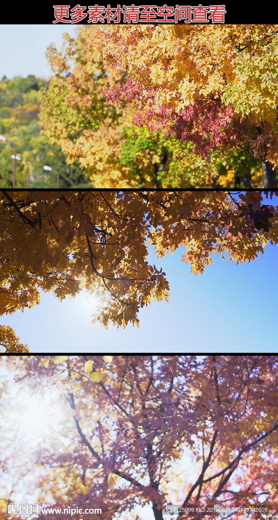 秋天红叶高清实拍视频素材