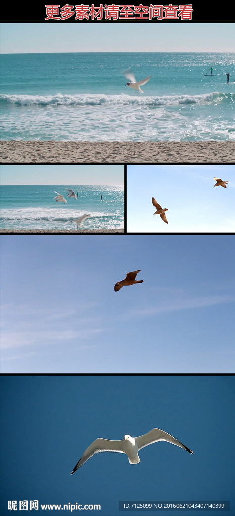 海鸟海鸥飞翔高清实拍视频素材