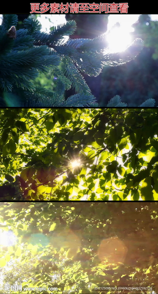 阳光穿透树枝树叶高清实拍视频