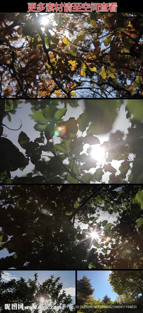 阳光穿过树叶高清实拍视频素材