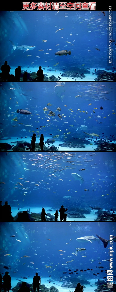 海洋馆观光水生动物高清实拍视频