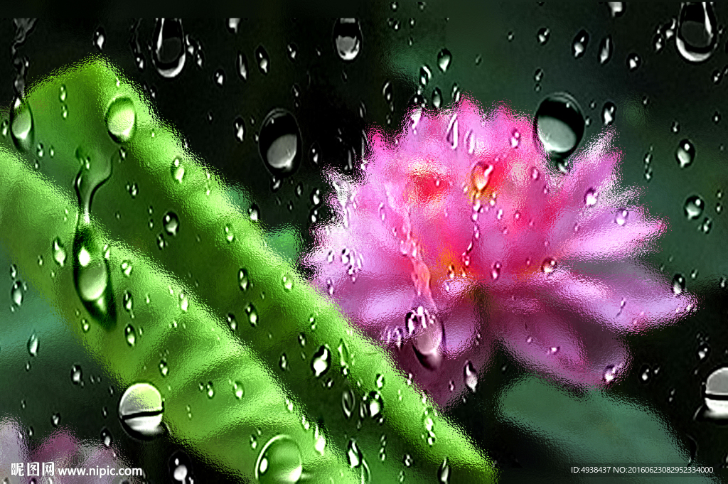 滴水荷花