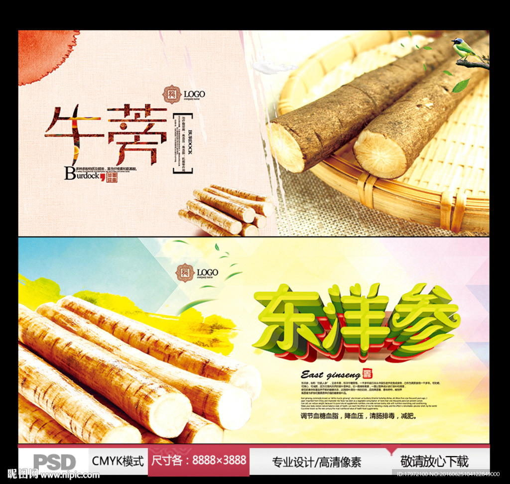 牛蒡 东洋参