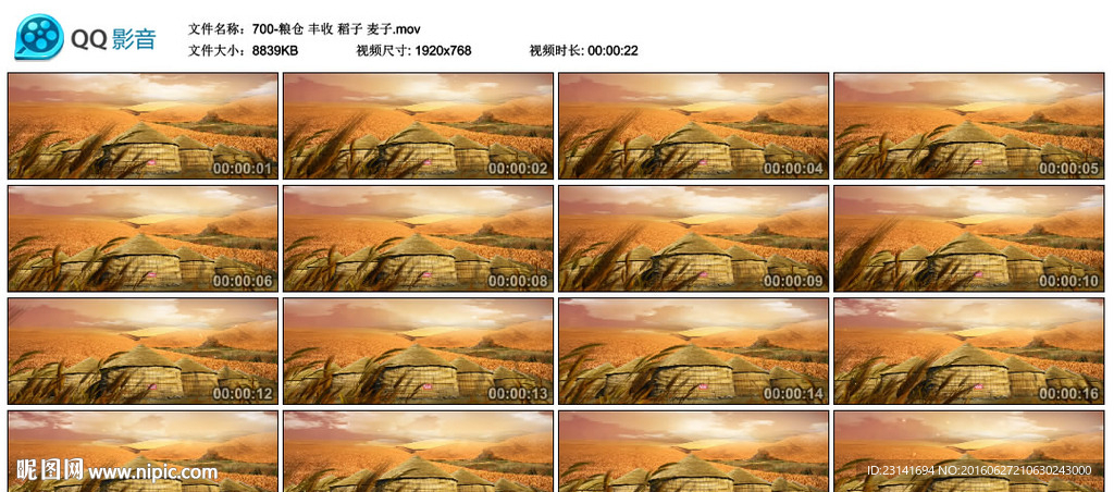粮仓丰收稻子麦子影视素材背景