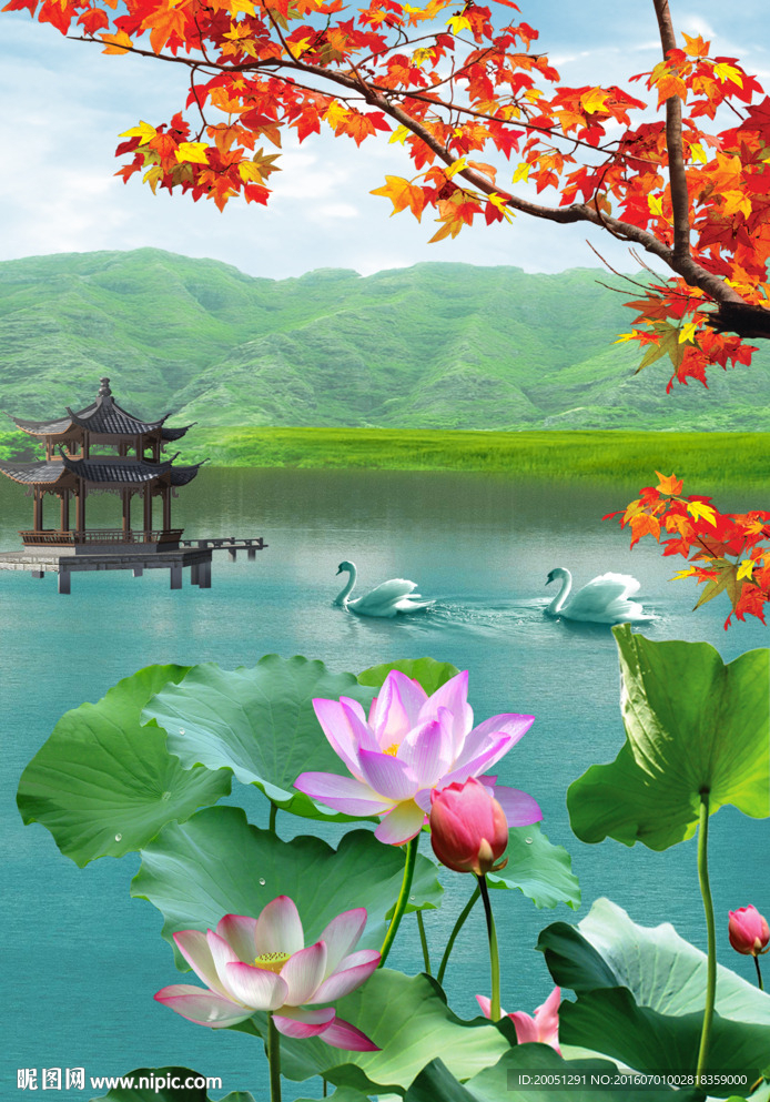玄关荷花