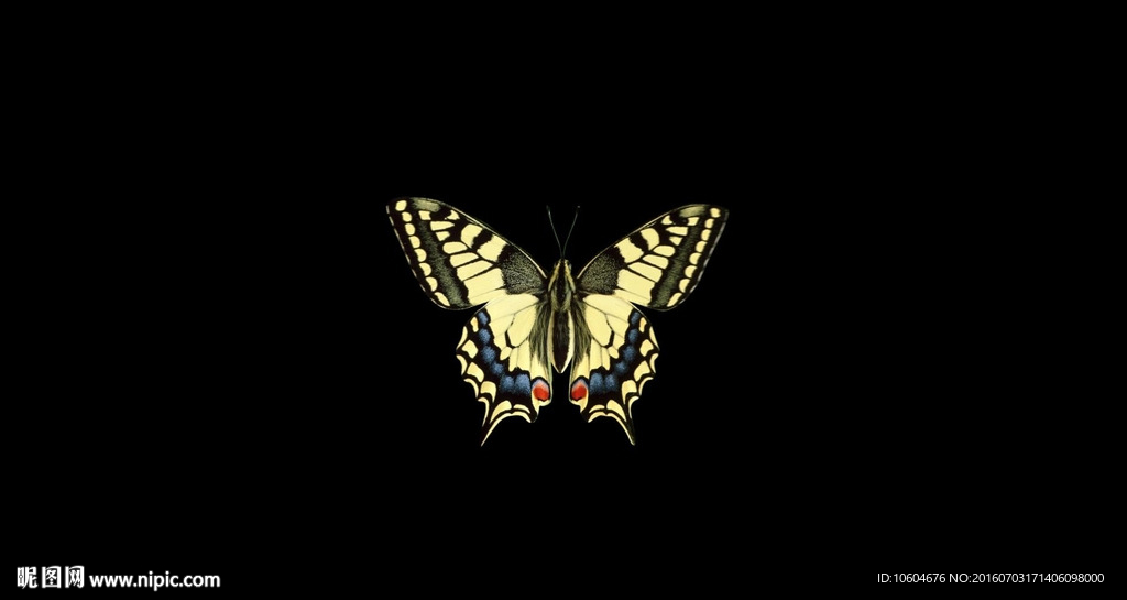 蝴蝶翅膀带通道