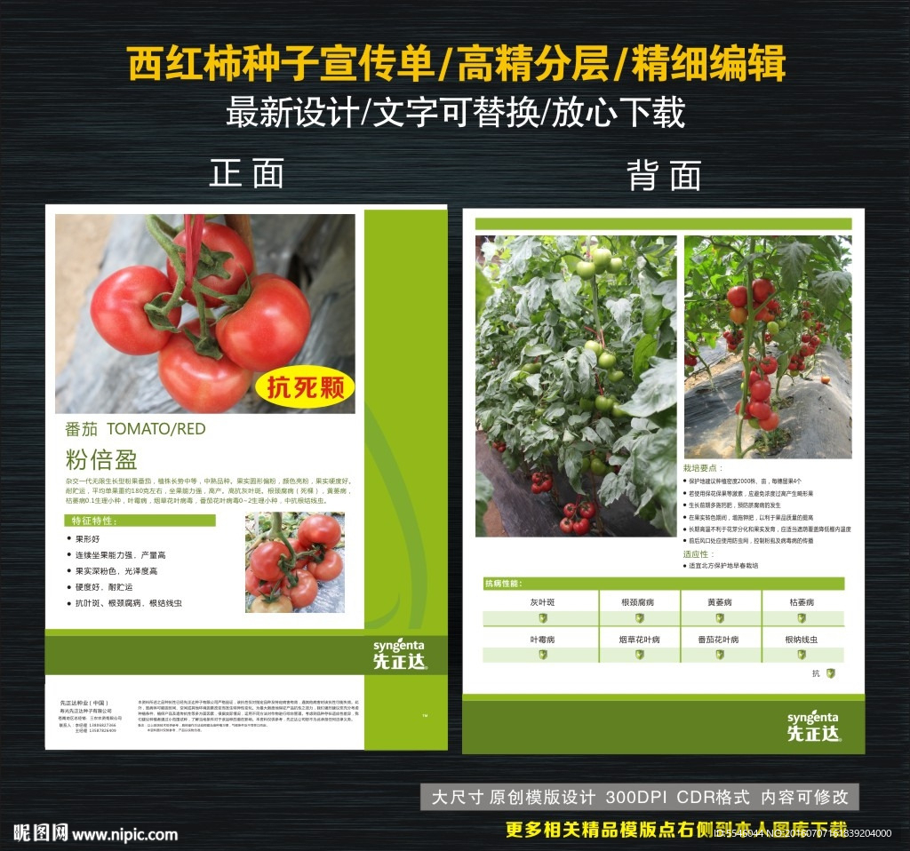 西红柿种子宣传单